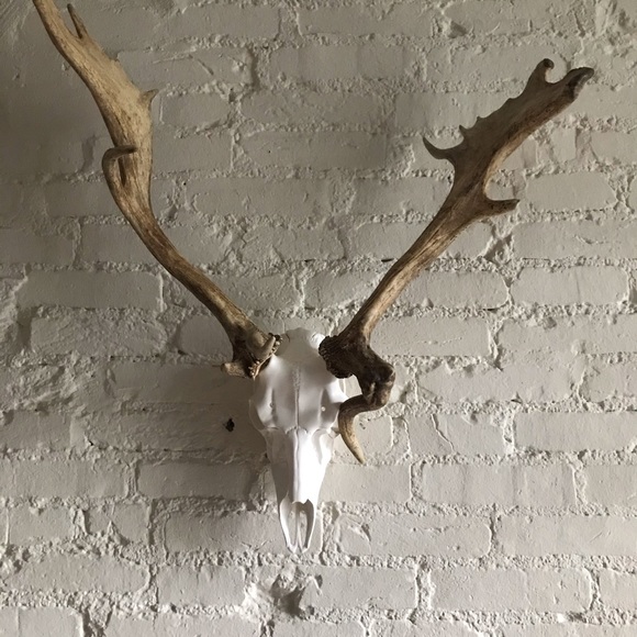 Fallow and Axis Deer Mount - Picture 8 of 12